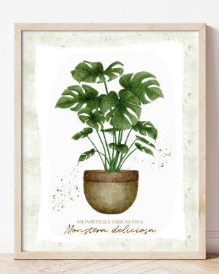 Monstera dziurawa (40x50)