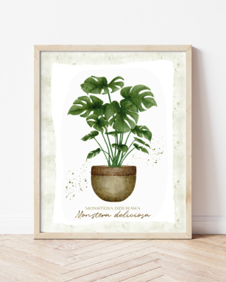 Monstera dziurawa (40x50)